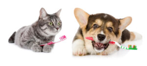 pet dental care with tooth brush richmond vet clinic