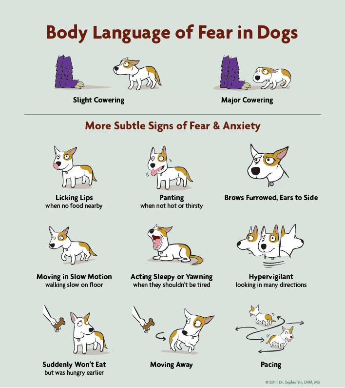 visual guide to dog body language