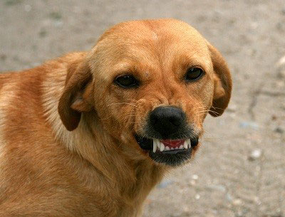 dog growling with teeth