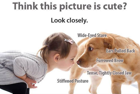 signs of danger with pets