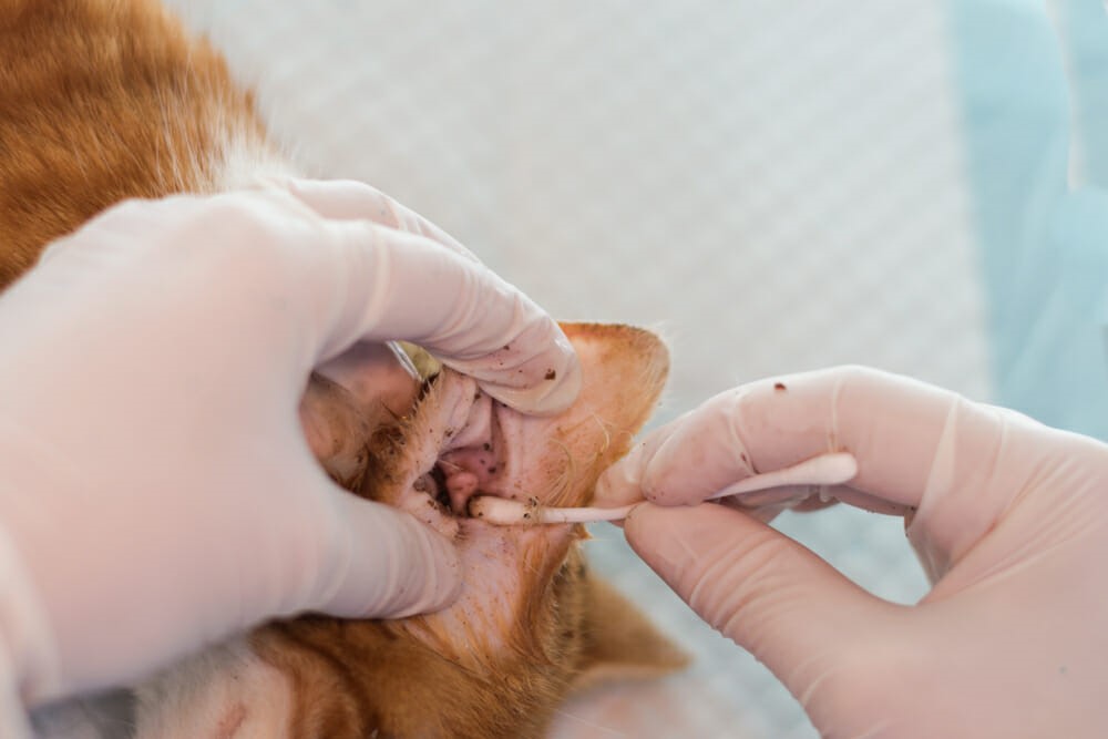 are ear mites contagious to other dogs