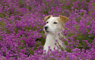 spring time precautions for your furry friends april