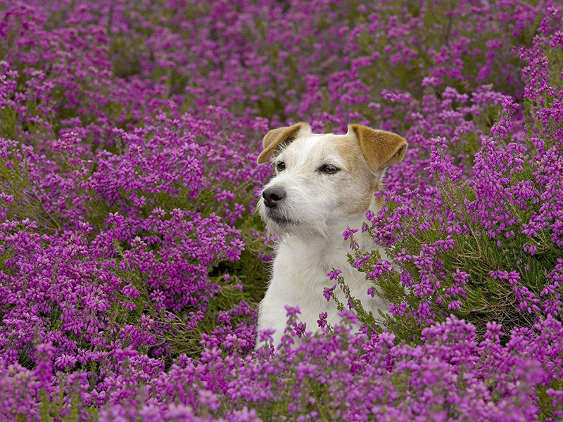 Spring Has Sprung In Beautiful British Columbia – Little Paws Animal Clinic