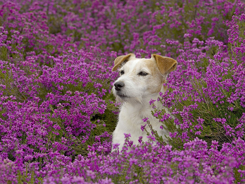 spring time precautions for your furry friends april