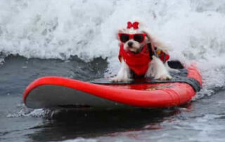 puppy having fun on waterboard