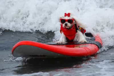puppy having fun on waterboard 
